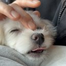 별똥구리 이미지