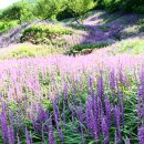 사곡농장 이미지