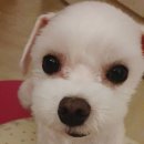 자스민동물병원 네이버블로그