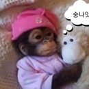 허니쿨쿨 이미지