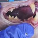 다나동물의료센터 이미지