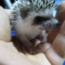 고슴도치(독수리5형제) 아가들 분양합니다.(몇 말 분양하고 2말 남았습니다.) 이미지