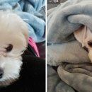 그루밍125 이미지