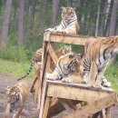 호랑이와 반달곰 이미지