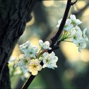 이화목장 이미지