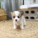 마리켄넬 이미지