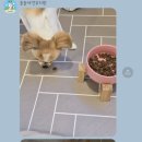 솔솔애견유치원 이미지