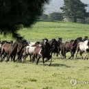 초지축산 이미지