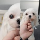 추건우애견미용학원 네이버블로그