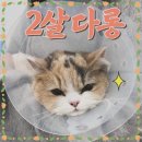 아롱애견미용실 | [미용 후기] 먼치킨 고양이 미용실. 아롱,다롱 자매가 나른하냥에 방문했어요 (먼치킨 추가요금 없는...