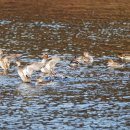 오리천국 이미지