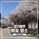 호국공원 | 경기광주 벚꽃 명소 호국보훈공원 벚꽃 실시간 개화 상태 추가 후기