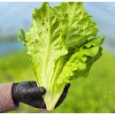 삼육사로14 | 생생정보통 쌈채소 판매왕