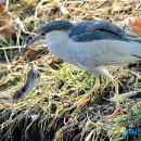 해오라기 이미지