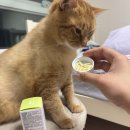 고양이 콧물 코막힘 정확한 대처방법, 허피스캡스