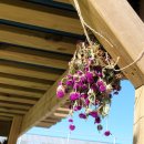 온주농장 이미지