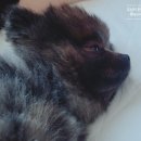 벨라유나 이미지
