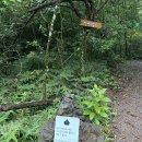 곶자왈 ‘환상숲’🌳(단체사진🙆🏻‍♀️개인사진🙅🏻‍♀️) 이미지