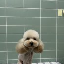 펫 달:리(Pet Dal:Li) 이미지