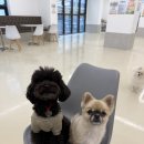 도그베이 미사점 | 하남 미사 애견유치원, 애견호텔 도그베이 미사점 크리스마스 활동