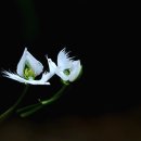 침묵속에피어나는우리 이미지