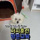 콜링 | 서울애견훈련 퍼피교육 배변 콜링 식사예절교육 후기!