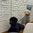 놀러와 놀이터 | ㅣ파주애견카페ㅣ파주애견놀이터 자유로멍놀러와 애견테마파크 댕신남주의 솔직후기