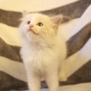 도그마루 강아지고양이 김해창원점 이미지