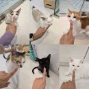 2763 | 원주 고양이 미용 추천 단구동 고양이 카페 오묘 재방문 후기