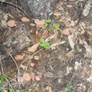 자연산영지버섯판매 이미지