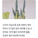 신선한 대파 보관법 이미지