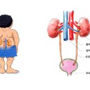 콩팥과 신장 이미지