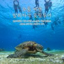보홀 여행 보홀호핑투어 보홀션 업체후기 발리카삭 호핑투어 돌고래워칭 거북이 스노클링 버진아일랜드
