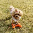 개르메스 이미지