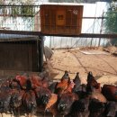 한우리농장 이미지