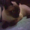 진수동물병원 이미지