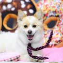 멍멍뷰티 이미지