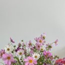 오니플레르 이미지