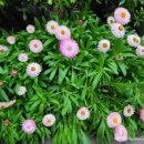 로단테(Rhodanthe) 이미지