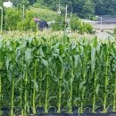 싱싱팜농장 이미지