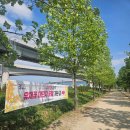 강변7080 | 구리 유채꽃축제 기간 전에 다녀온 후기, 대중교통 이용 팁