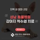 성남 시립동물병원 | 성남 동물병원 강아지 척수염 시신경염 실제 치료 후기