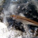 경천 낚시터 이미지