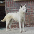 고대축산 이미지