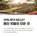댕스다이닝 | &#34;자작나무가 없다고?&#34; 용인 핫플의 모든 것 (입장료, 애견동반, 카페, 맛집 총정리)