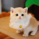 수원고양이분양 나비캣 이미지