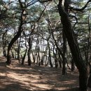 선덕여왕릉 앞