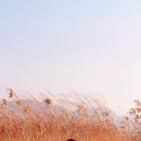 아그리나 D 네이버블로그