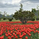황산공원 서부광장주차장2번 | 양산 가볼만한곳 황산공원 튤립명소 주차장꿀팁 4월말 유채꽃 실시간 봄나들이 추천 4/20방문