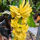 진도농장 이미지